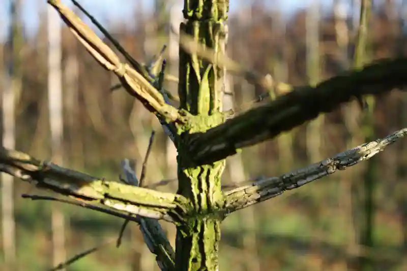 QUICKHEDGE Acer campestre Feldahorn-Fertighecke, 200 cm, wintergrün, dichte Hecke mit Laubblättern, für Garten und Sichtschutz