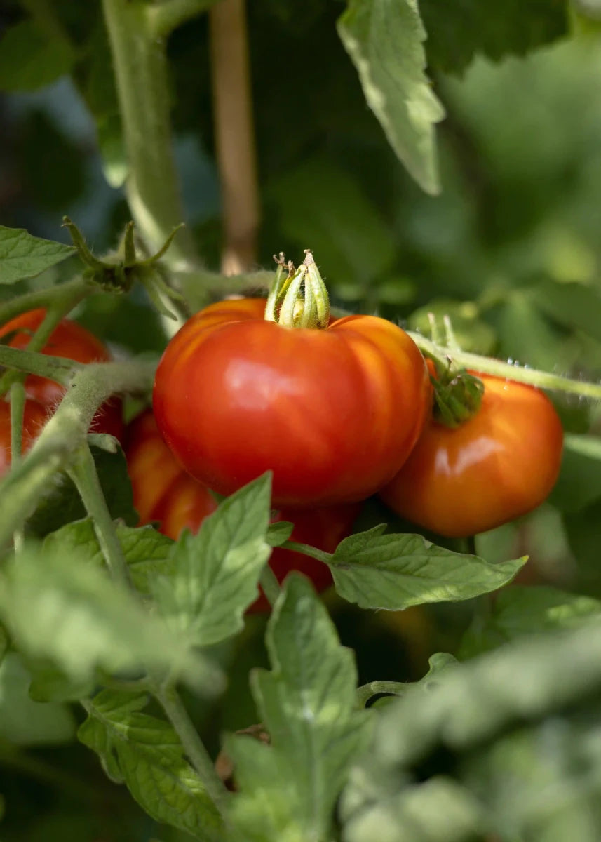 Big Zac - Tomatensamen - Wurzelwerk Design