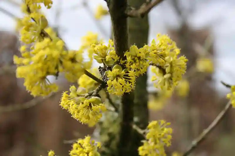 Schnitthäckeball Cornus mas von QUICKHEDGE, 200 cm hoch, mit blühenden roten Blüten, in der Fertighecke.