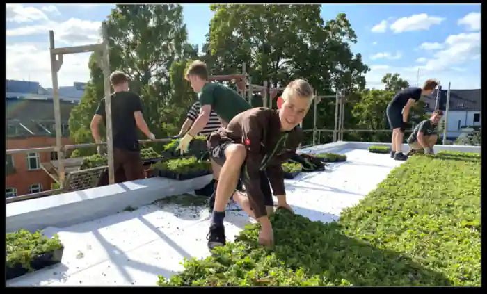 Plantile Dachbegrünung BioTop 16 Sedum - Sorten - Mix - Wurzelwerk Design