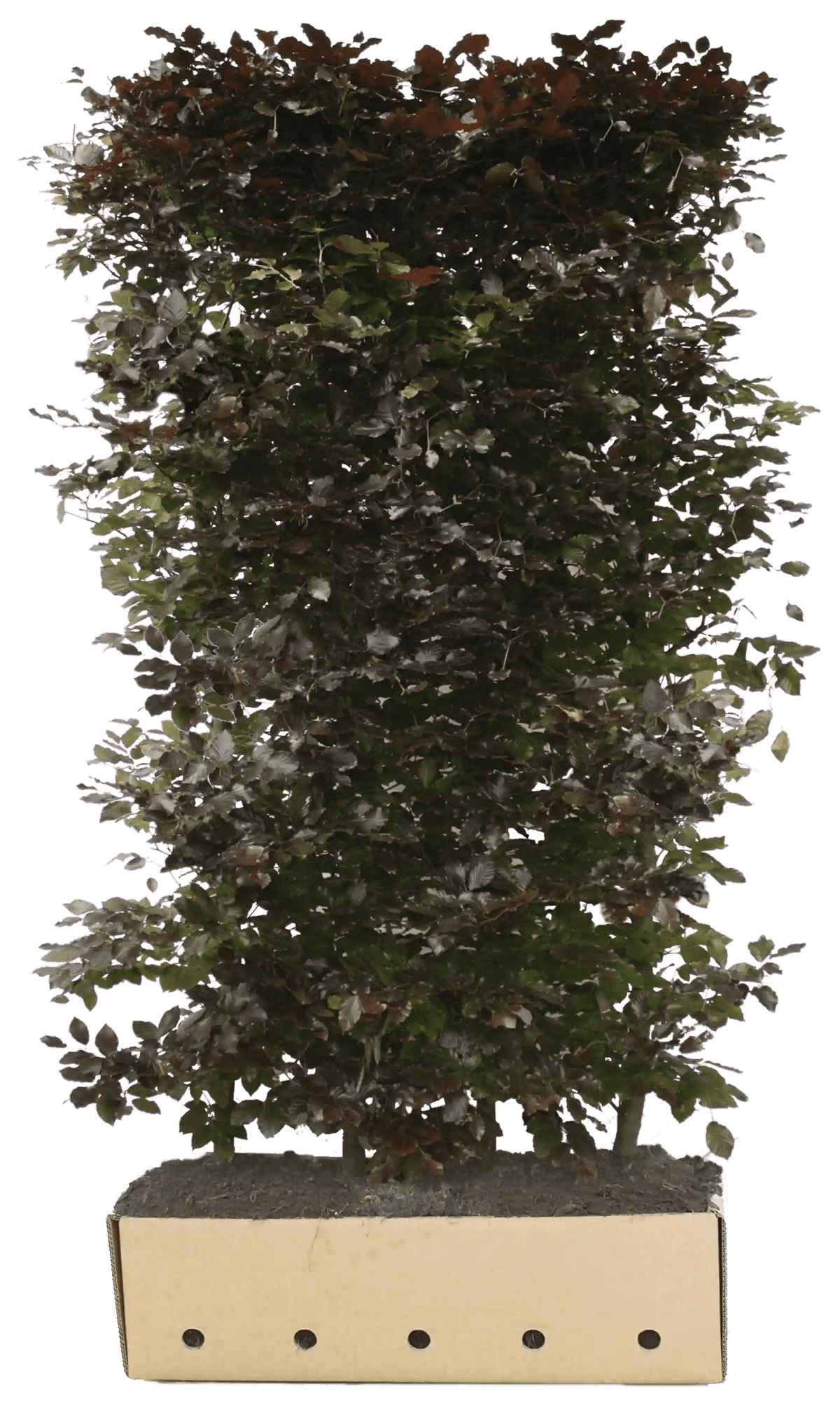 Fagus sylvatica &
