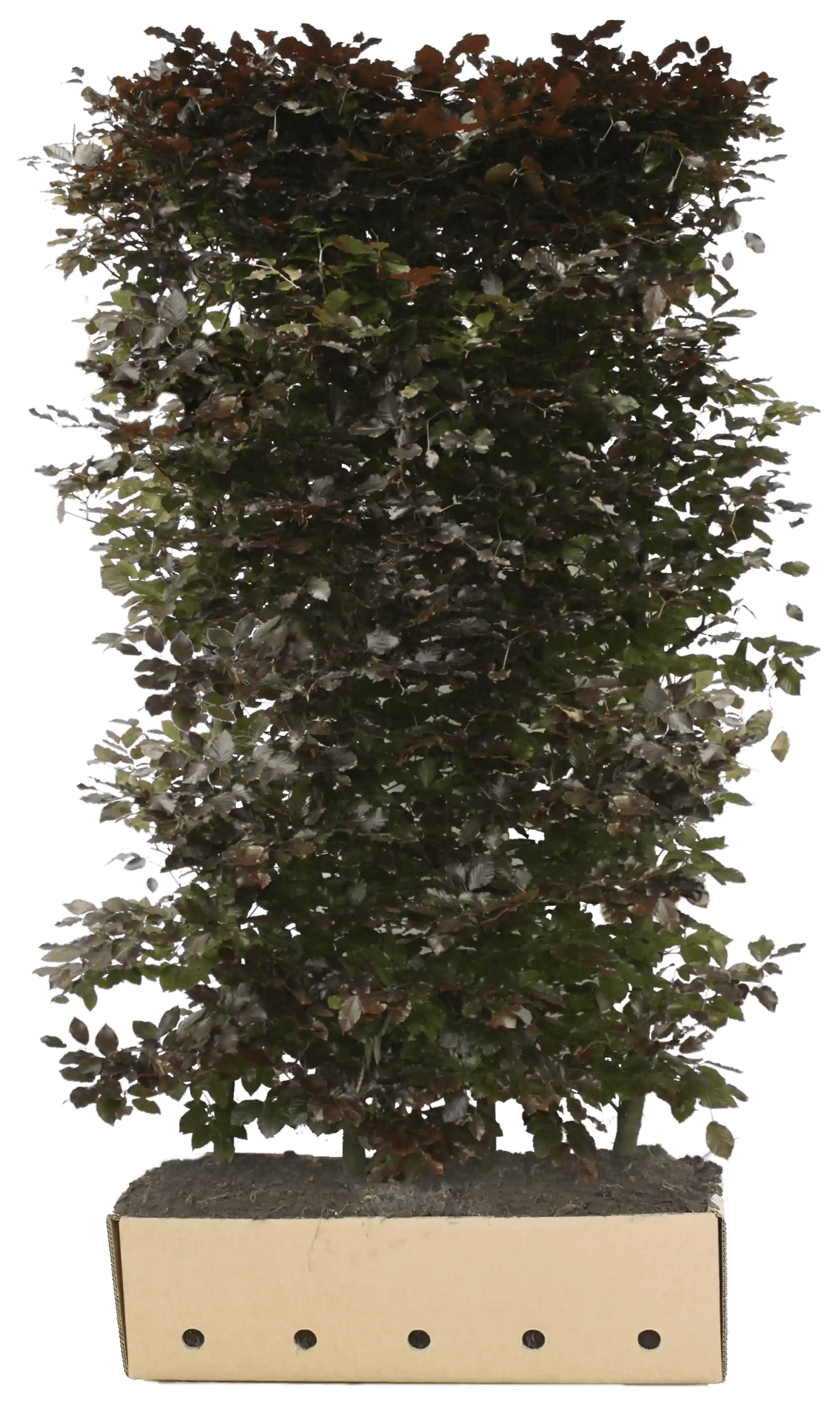 Fagus sylvatica &