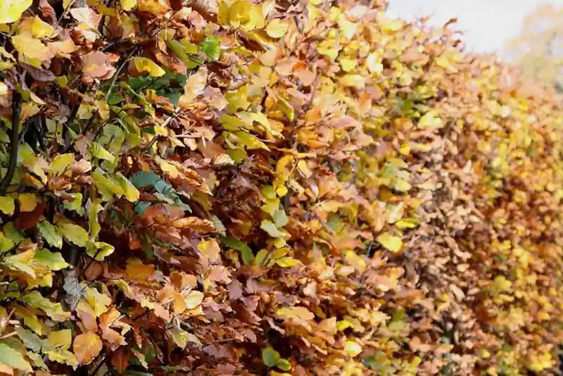 Fagus sylvatica Fertighecke 80cm-200cm, grüne Laubhecke von QUICKHEDGE, im Herbst mit buntem Laub, natürliche Gartenbegrenzung