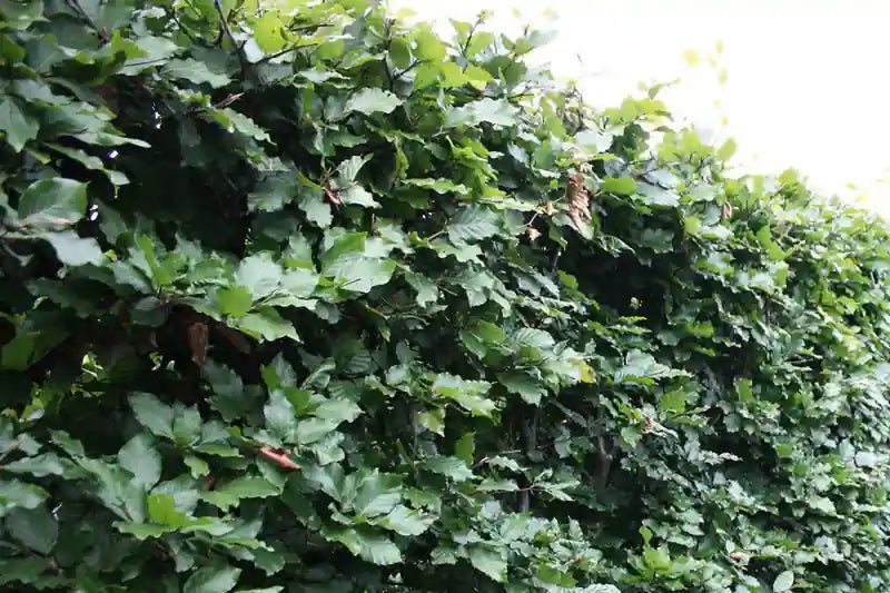 Fagus sylvatica Fertighecke von QUICKHEDGE, sommergrüner Buchsbaum, 80cm bis 200cm, dicht und gepflegt, grüne Blätter, Gartenhecke