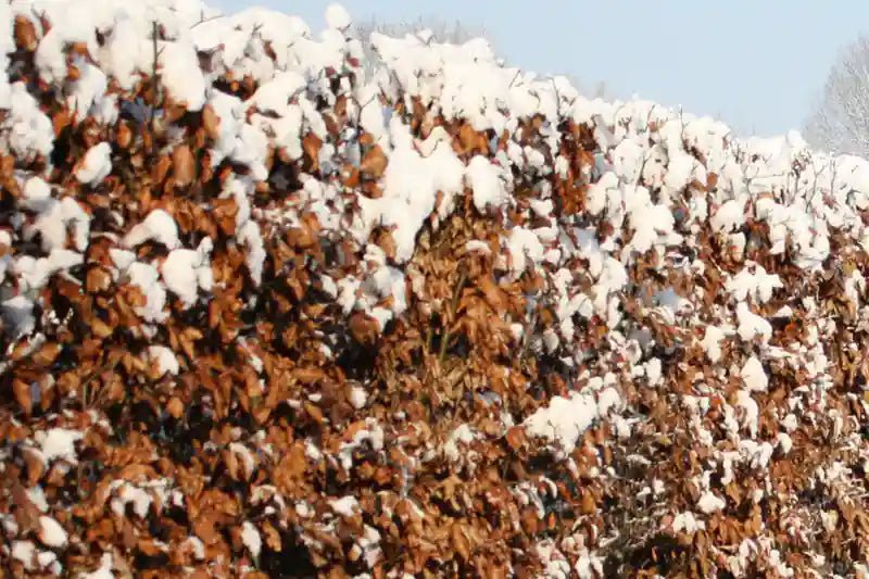 Fagus sylvatica Fertighecke von QUICKHEDGE, winterfest, 80cm bis 200cm hoch, dichte Hecke mit grünen Blättern