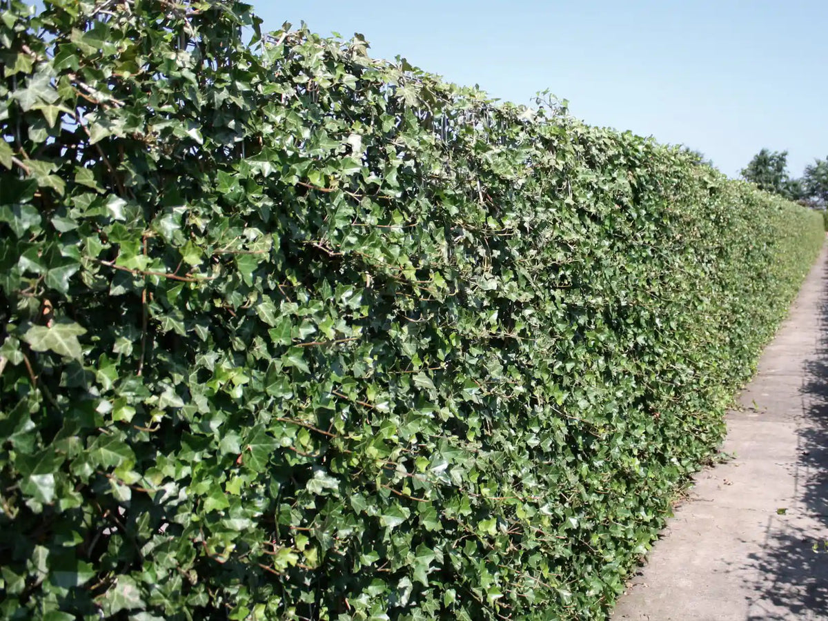 Hedera hibernica Fertighecke, 180 cm, dichte grüne Heckenpflanzen, schnelle Begrünung, QuickHedge Marke, sommerliche RGB-Ansicht