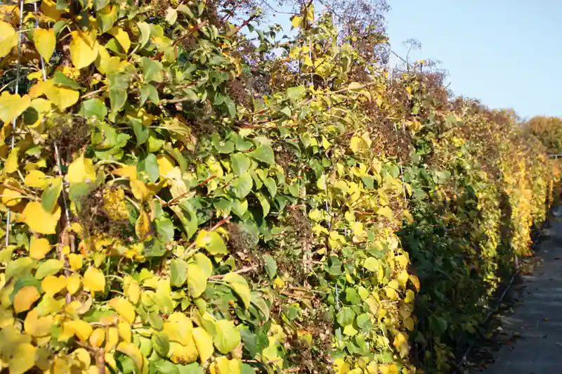 Hydrangea anomala petiolaris Heckenpflanze von QuickHedge, 180cm, im Herbst mit buntem Laub, ideal für schnelle Hecken.