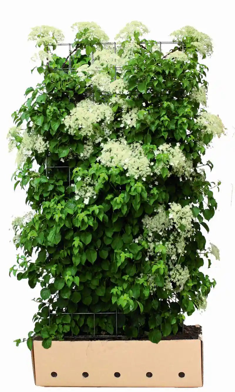 Hydrangea anomala petiolaris Heckenpflanze von QuickHedge, fertig zum Pflanzen, 180 cm hoch, grüne Blätter, Kletterpflanze