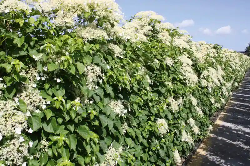 Hydrangea anomala petiolaris Heckenpflanze von QuickHedge, 180 cm hohe fertighecke mit grünen Blättern und weißen Blüten