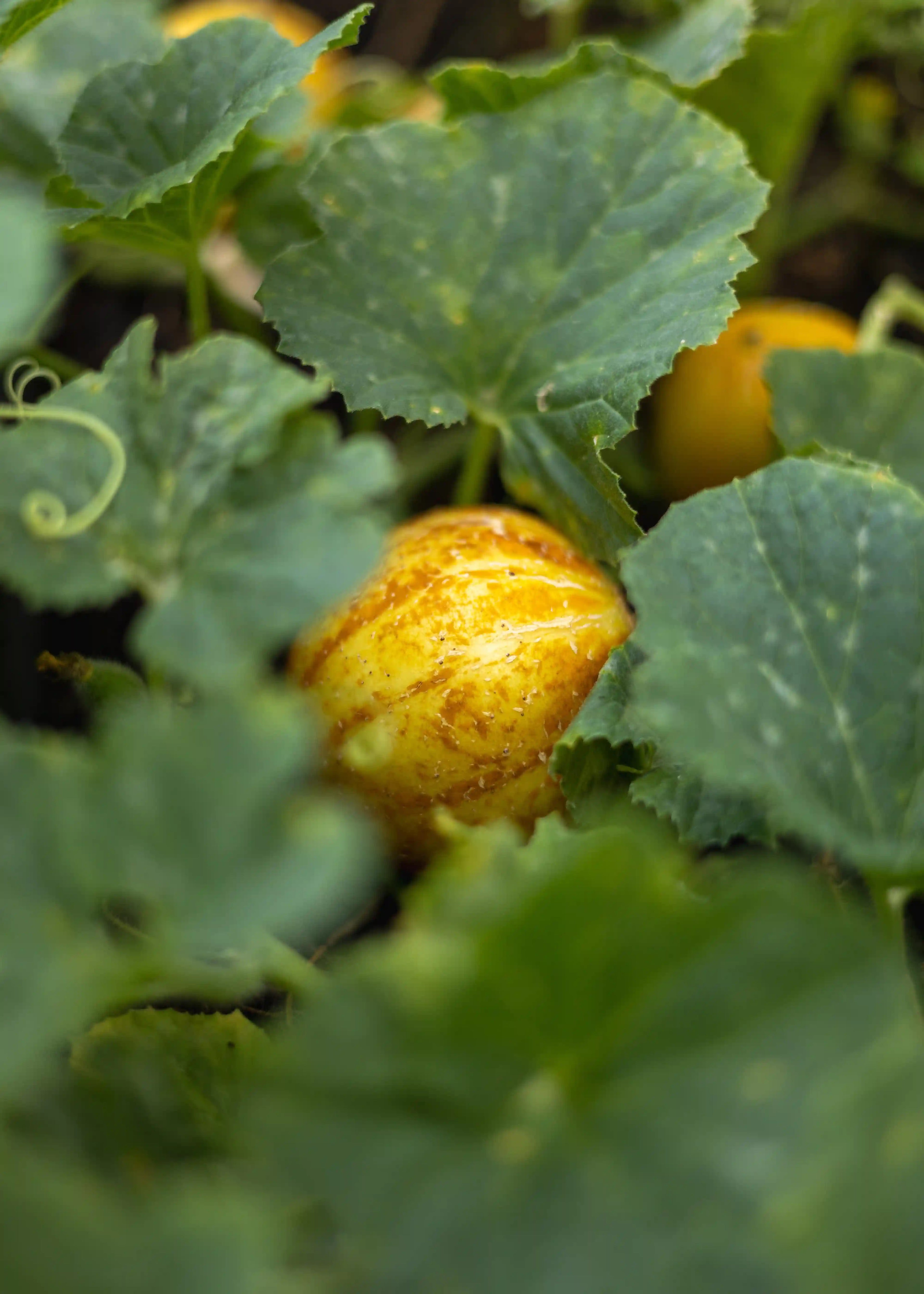 Zironengurke Gurkensamen von Semenlina, frisch und keimfähig, ideal für den Anbau im Garten, detailreiche Nahaufnahme der Samen
