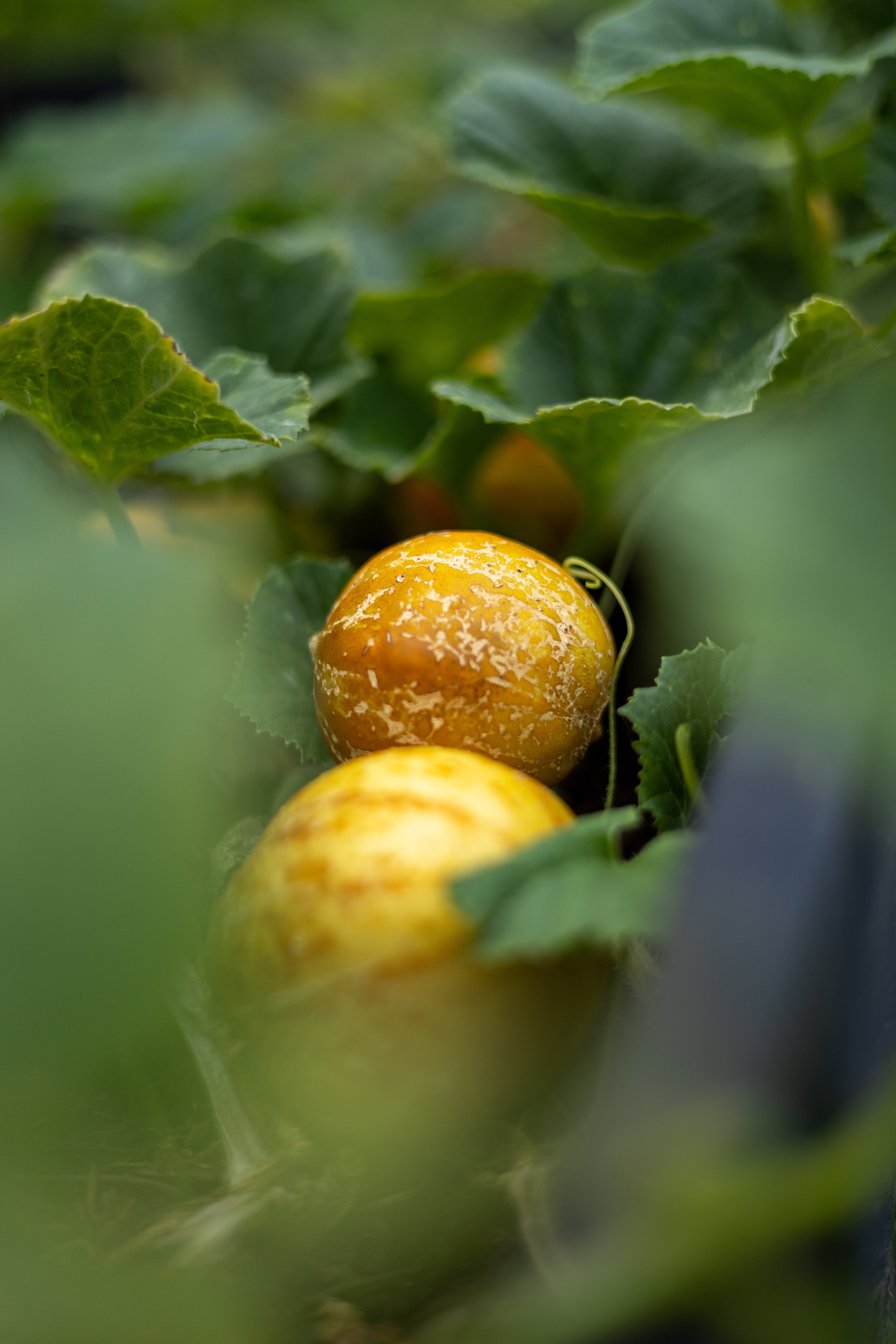 Zironengurke - Gurkensamen
