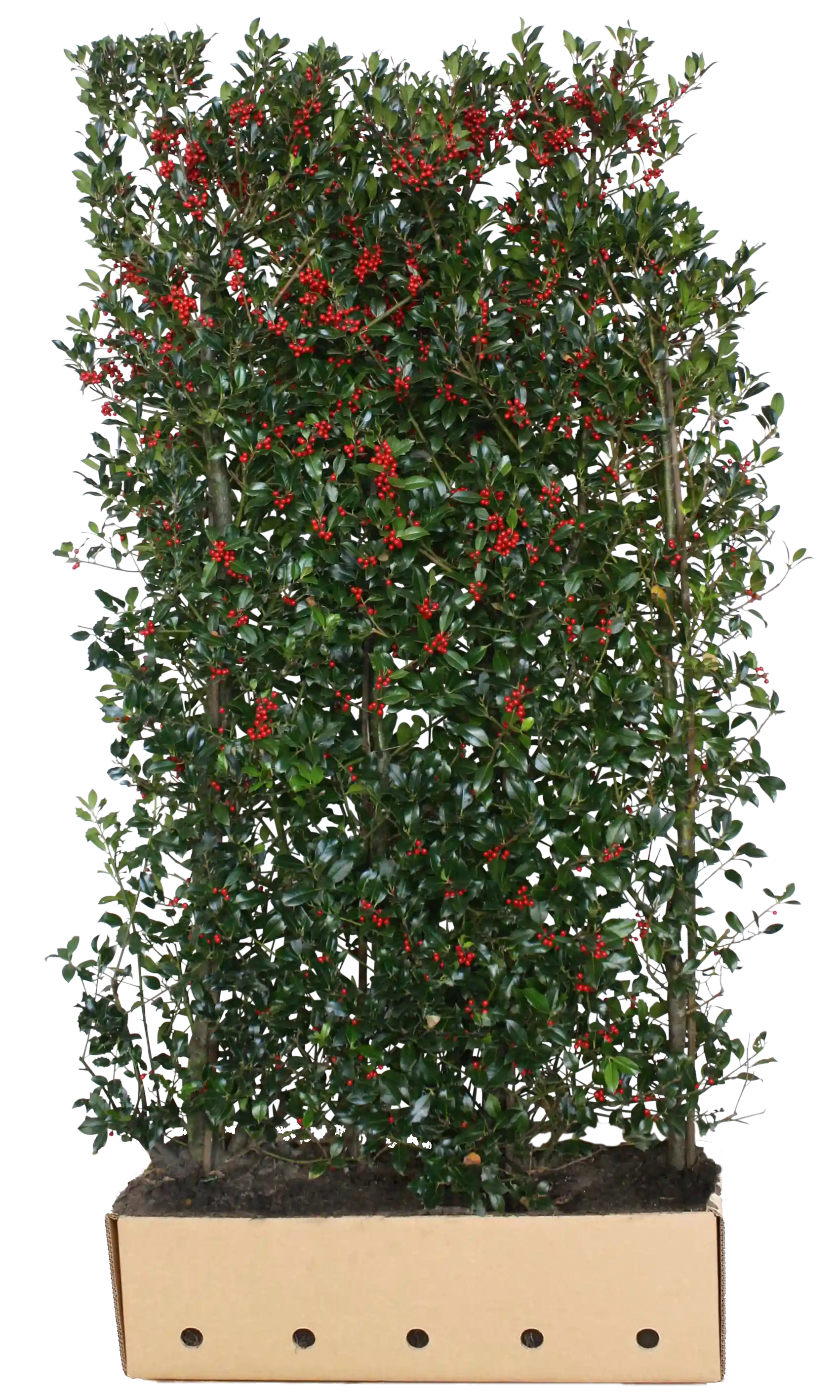 Dichte Ilex meserveae "Heckenfee" Fertighecke, 200cm hoch, grüne Heckenpflanzen von QuickHedge, mit glänzenden Blättern.