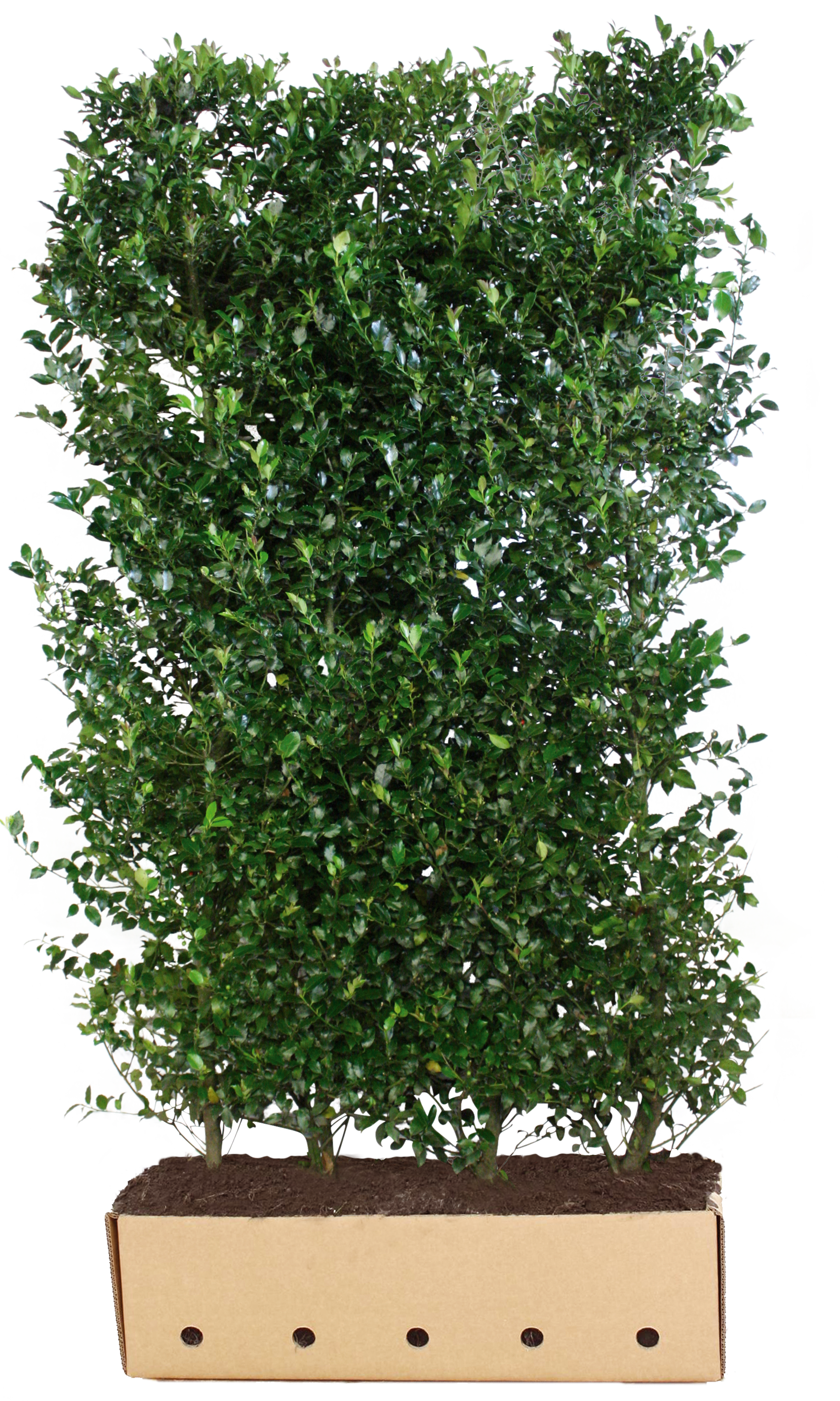 Ilex meserveae "Heckenblau" Fertighecke 120cm-200cm