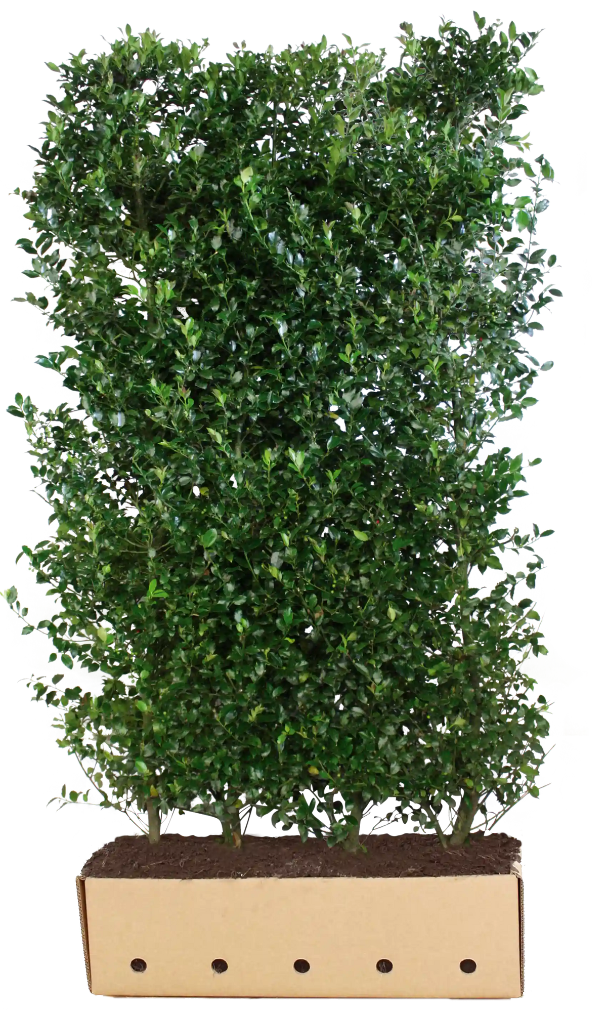 Dichte Ilex meserveae "Heckenblau" Heckenpflanze, 200 cm hoch, mit blauen Blättern, von QuickHedge als Fertighecke.