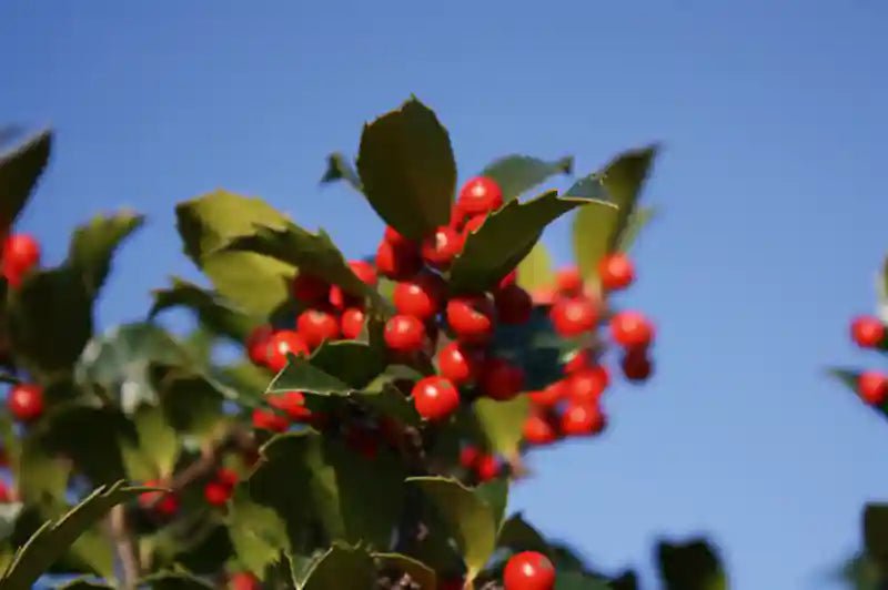 Dichte Ilex meserveae „Blue Maid“ Heckenpflanze, 200 cm hoch, mit blauen Beeren, wächst als Fertighecke von QuickHedge.