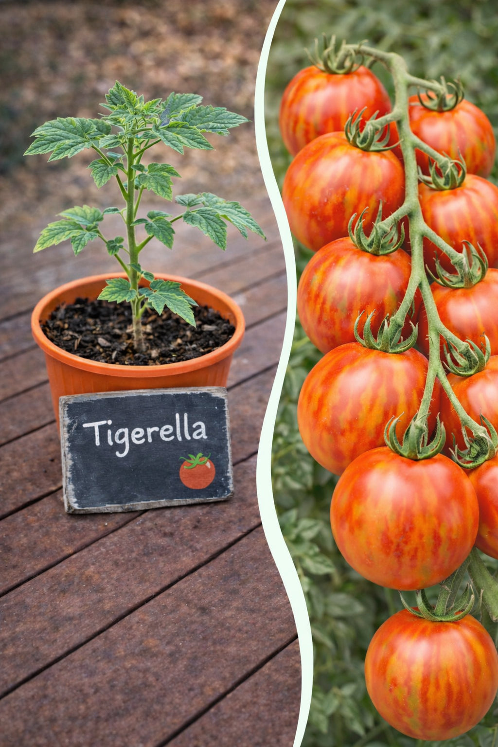 Jungpflanze Tomate Tigerella von Semenlina, grüne Tomatenpflanze mit jungen Trieben und Blättern, ideal für den Gartenanbau