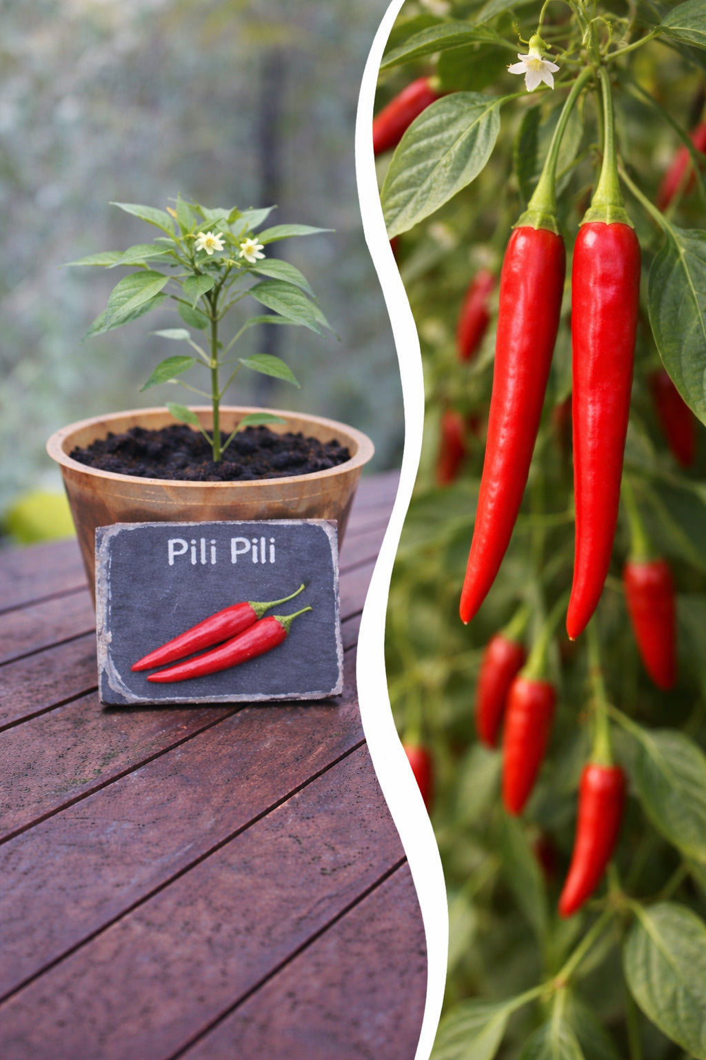 Jungpflanze Chili Pili Pili von Semenlina, frisch und gesunde Keimlinge, bereit zum Umpflanzen in den Garten