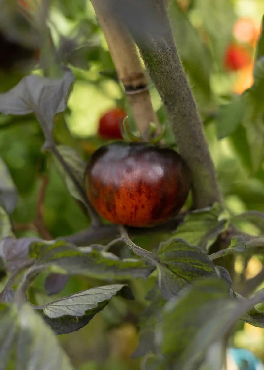 Königin der Nacht - Tomatensamen - Wurzelwerk Design