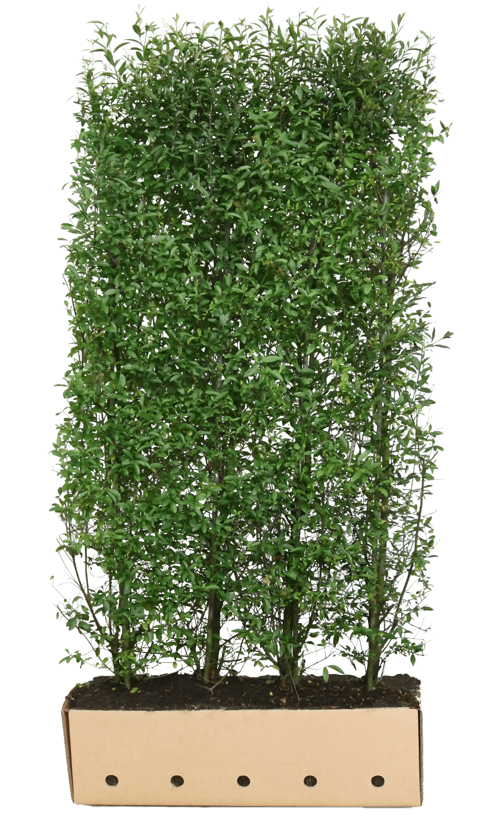 Ligustrum vulgare "Atrovirens" 200cm Heckenpflanzen von QuickHedge, fertig gewachsene Hecke mit dunkelgrünen Blättern.