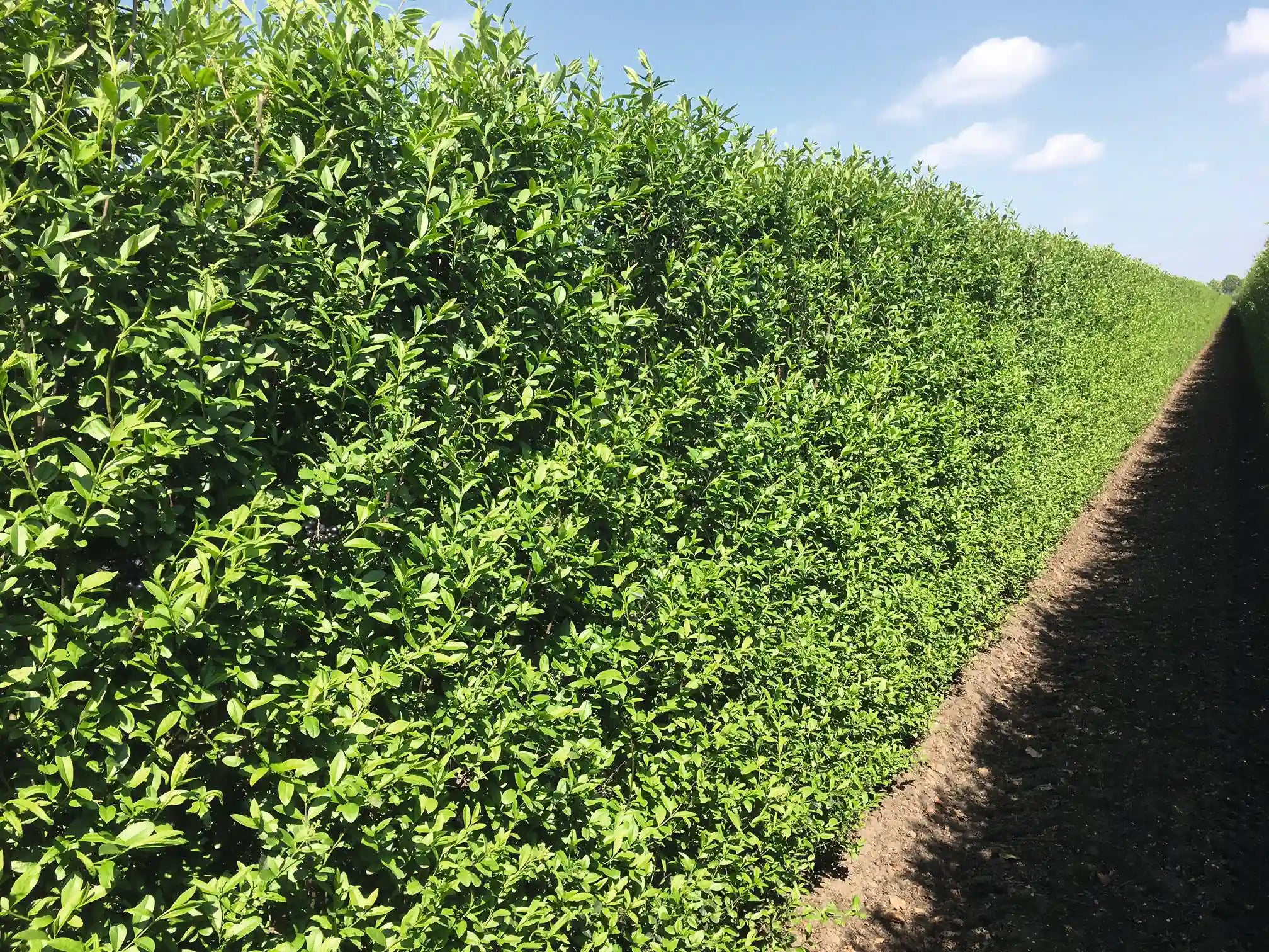 Ligustrum vulgare "Atrovirens" 200cm Heckenpflanze für Fertighecke, grüne Blätter, sommerliche Szenerie, schnell wachsend, robust