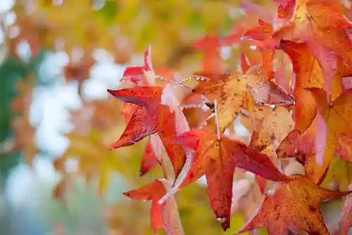 Liquidambar styraciflua Heckenpflanze, 200 cm groß, fertig gewachsene Hecke von QuickHedge, im Herbst mit bunten Blättern.