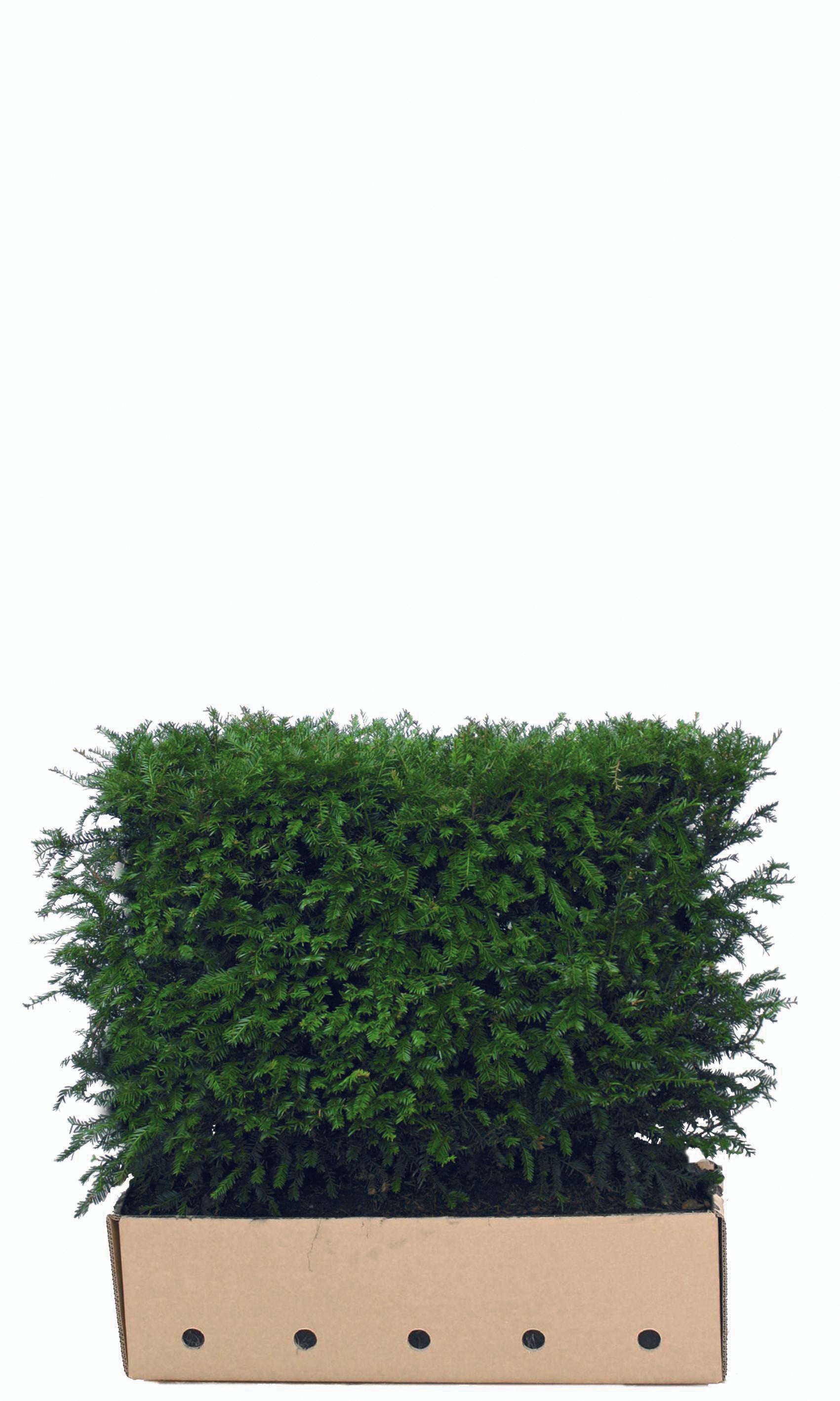 Fertighecke aus Taxus baccata, 80 cm hoch, von QuickHedge, mit grünen Nadeln und dichter Wuchsform.