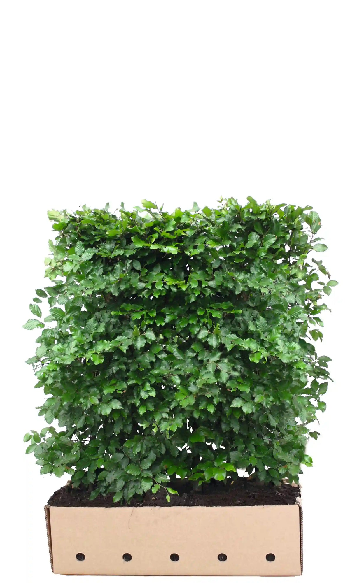 Loselement für Fagus sylvatica Fertighecke, 120 cm hoch, von QUICKHEDGE, zeigt das grüne Laub und die Zweige der Heckenpflanze