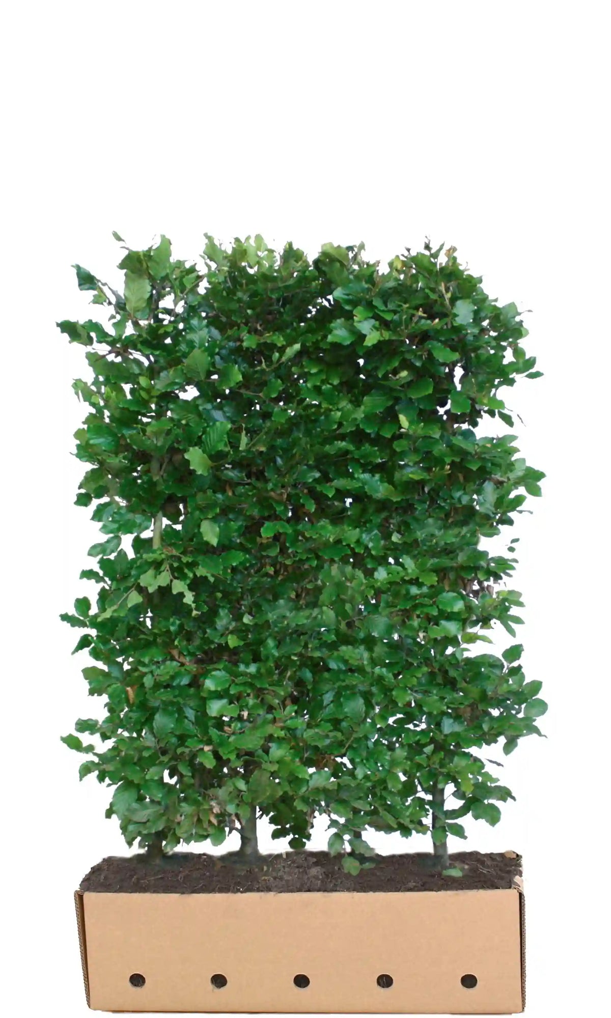 Loselement für Fagus sylvatica Fertighecke von QUICKHEDGE, 150 cm hoch, perfekt für schnell wachsende, natürliche Hecken.