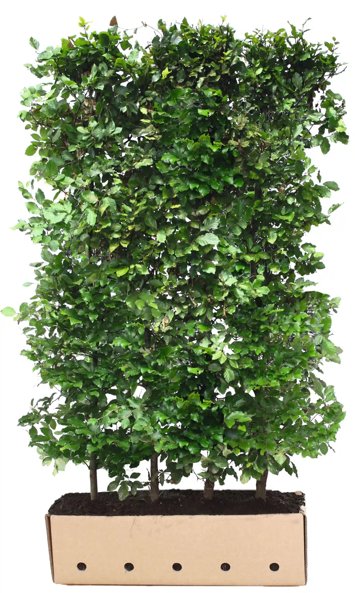 Loselement für Fagus sylvatica Fertighecke, 200 cm, von QUICKHEDGE, mit dichtem Laub und natürlichem Erscheinungsbild.