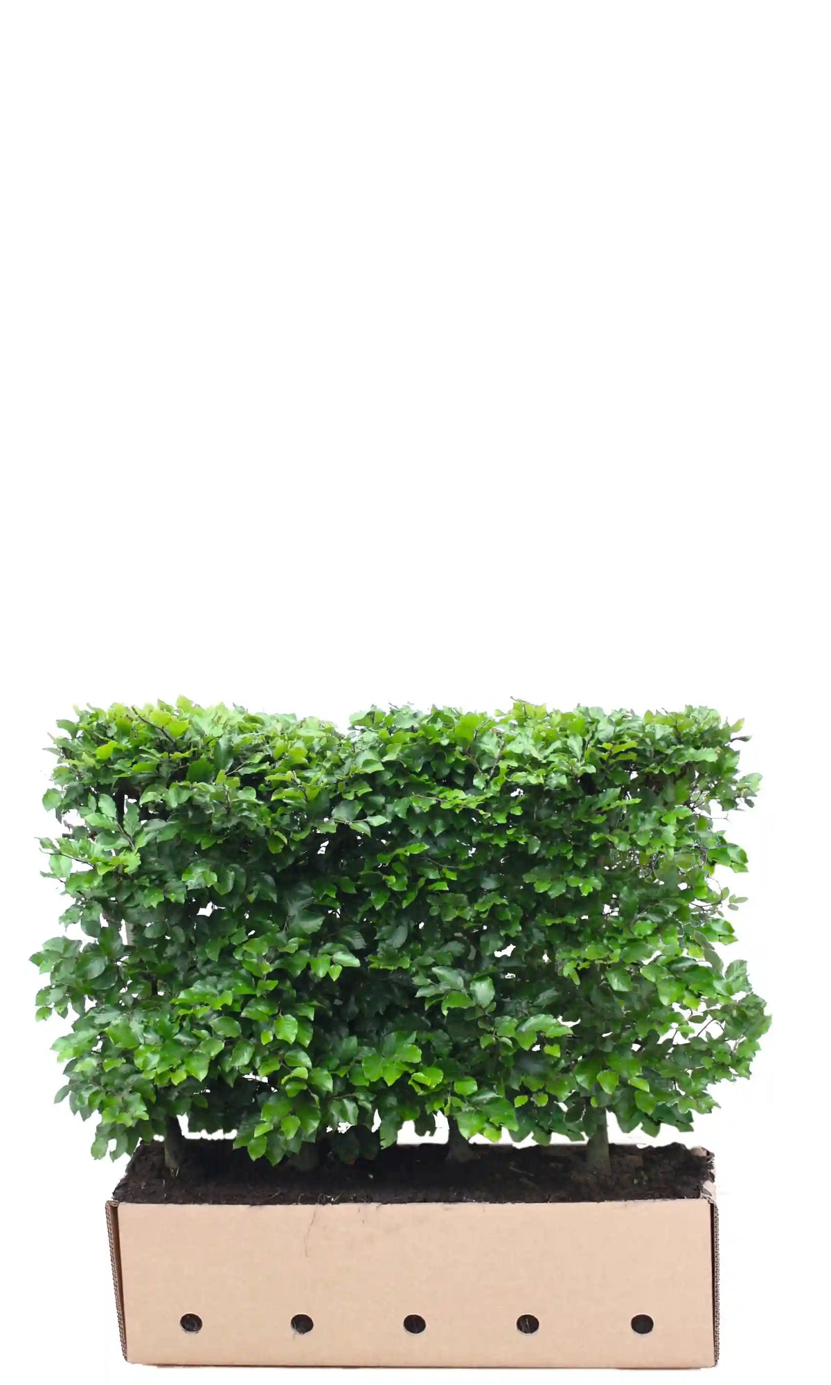 Loselement Fagus sylvatica Fertighecke 80cm bis 200cm von QUICKHEDGE, naturbelassene Heckenpflanze für Garten und Sichtschutz