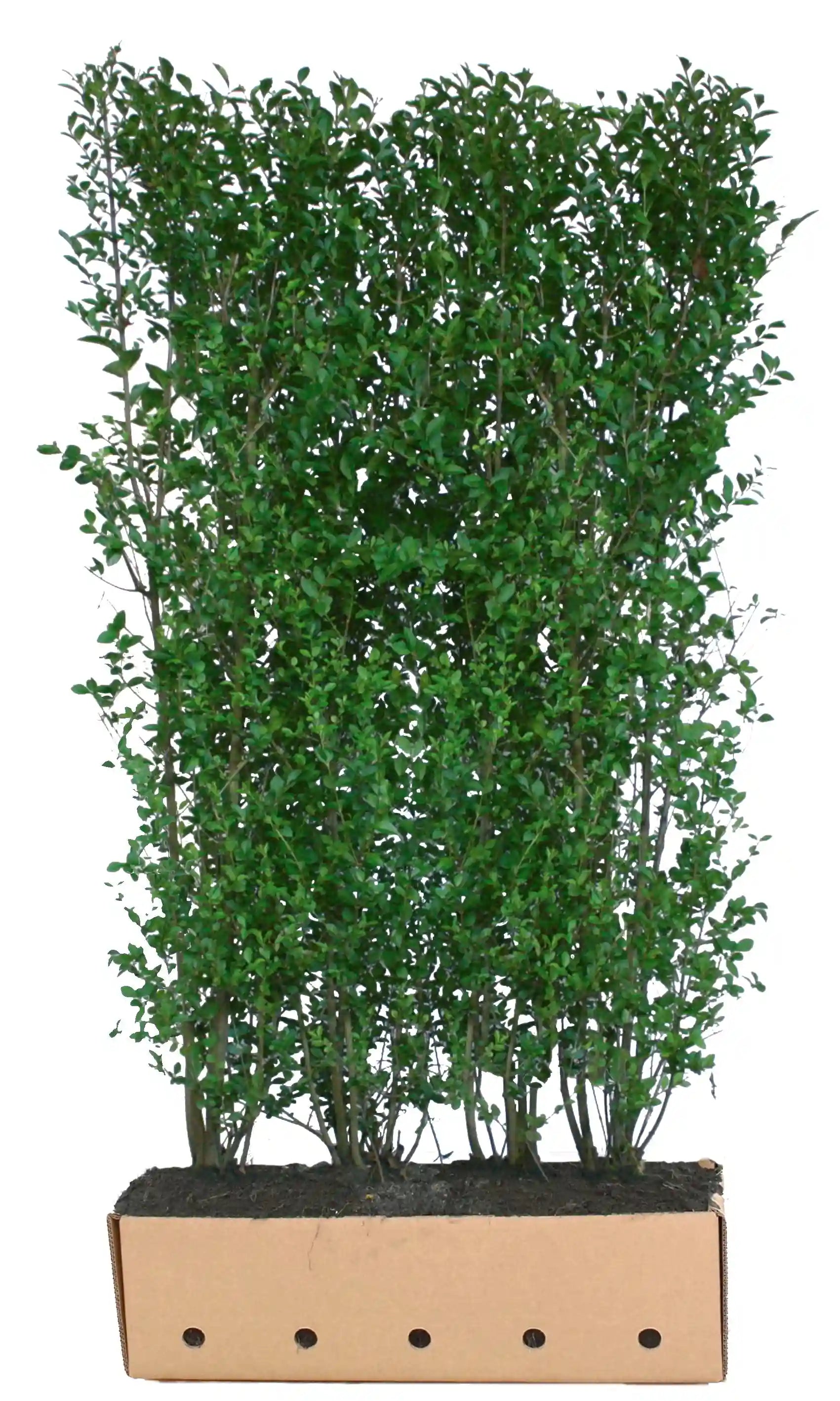Loselement Ligustrum ovalifolium Fertighecke, 200cm hohe Heckenpflanze von QuickHedge, grüne Blätter, dichte Heckenhecke.