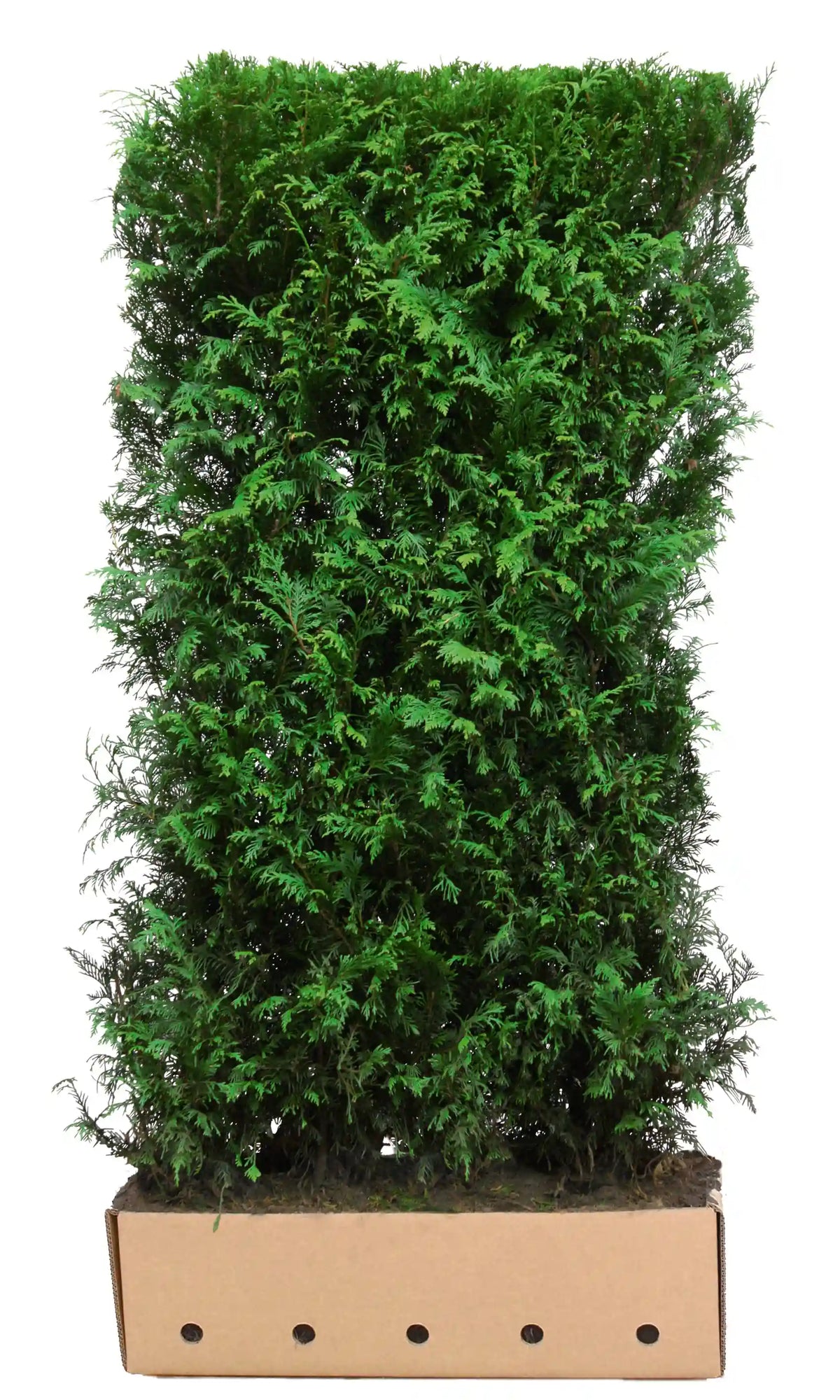 Loselement Thuja plicata "Martin" 200cm Heckenpflanze von QuickHedge, grüne, dichte Thuja-Hecke für Garten und Sichtschutz