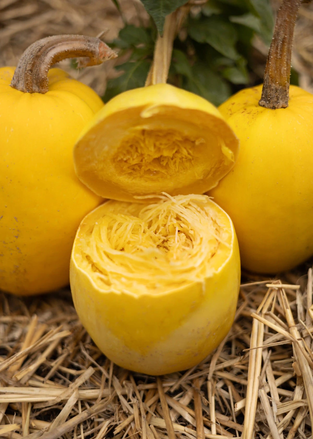 Kürbissamen von Semenlina für Spaghetti Kürbis, original Melony-2-Variante, hochwertige Saatgut für Kürbisanbau