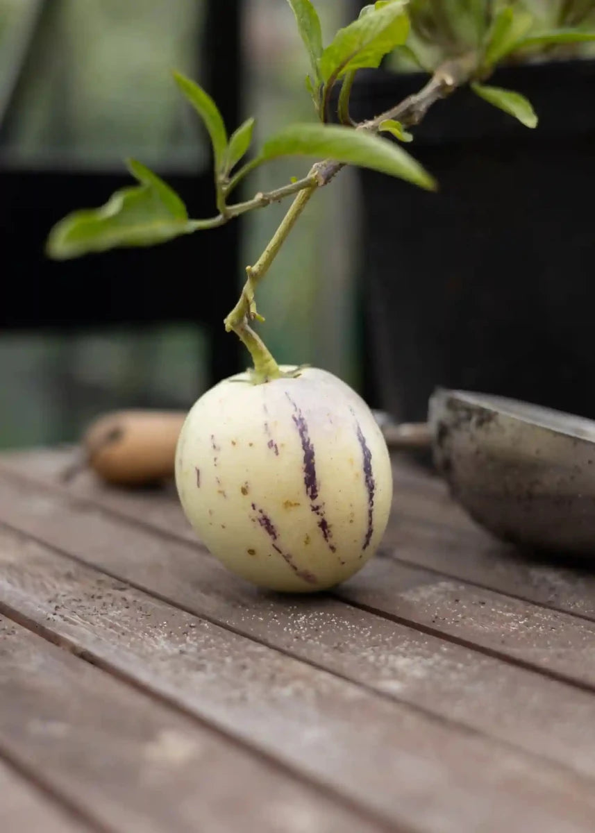 Pepino Melone - Melonensamen - Wurzelwerk Design