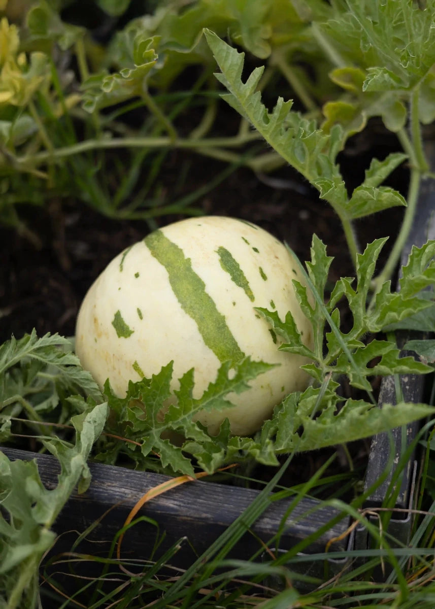 Snowmelon - Melonensamen - Wurzelwerk Design