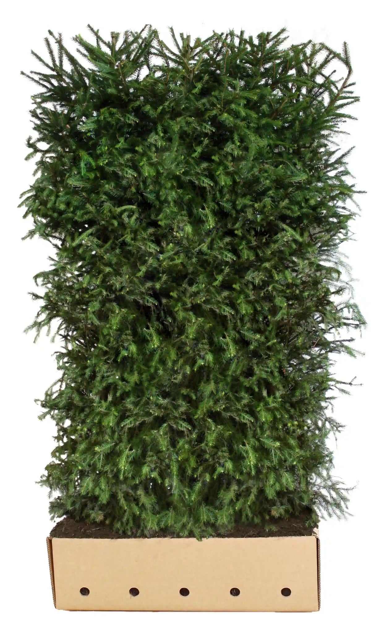 Fertige Picea abies Heckenpflanze, 200 cm, grüne Nadelbaum, von QuickHedge, als fertig gewachsene Hecke.