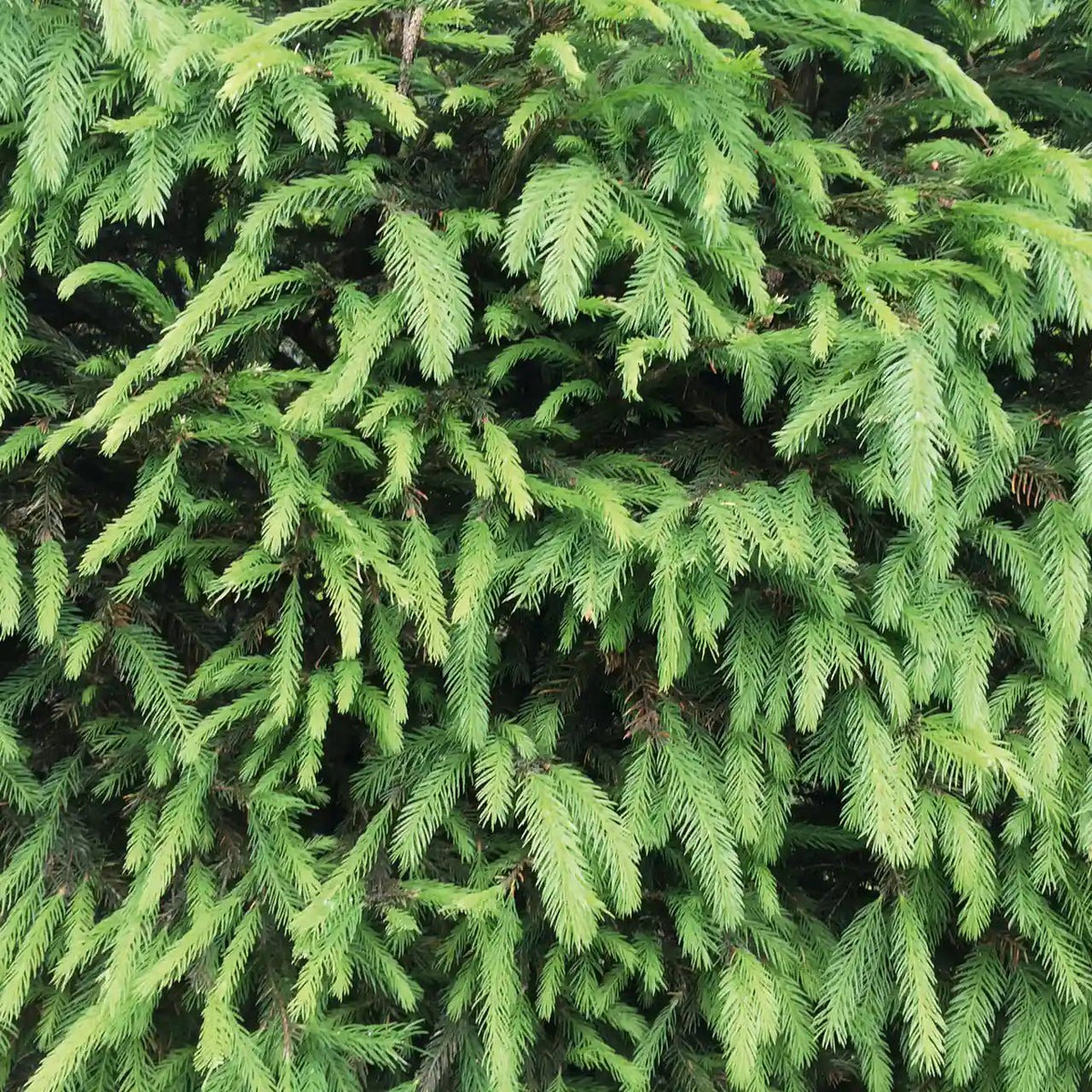 Grüne Picea abies Heckenpflanzen von QuickHedge, 200 cm hoch, fertig zum Pflanzen, mit frischem, gesunden Nadelwuchs.