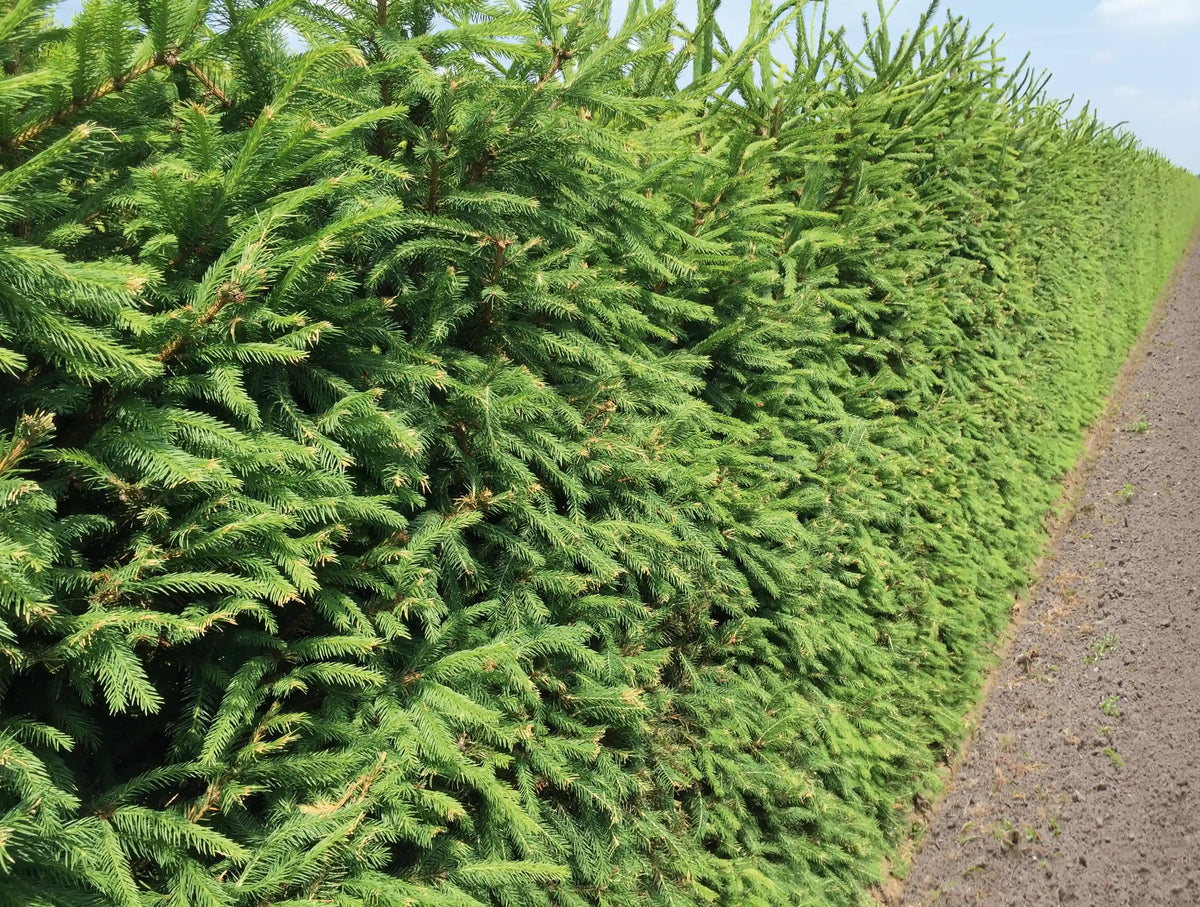Grüne Picea abies Heckenpflanzen von QuickHedge, 200 cm hohe Fertighecke, dicht wachsend und naturbelassen.