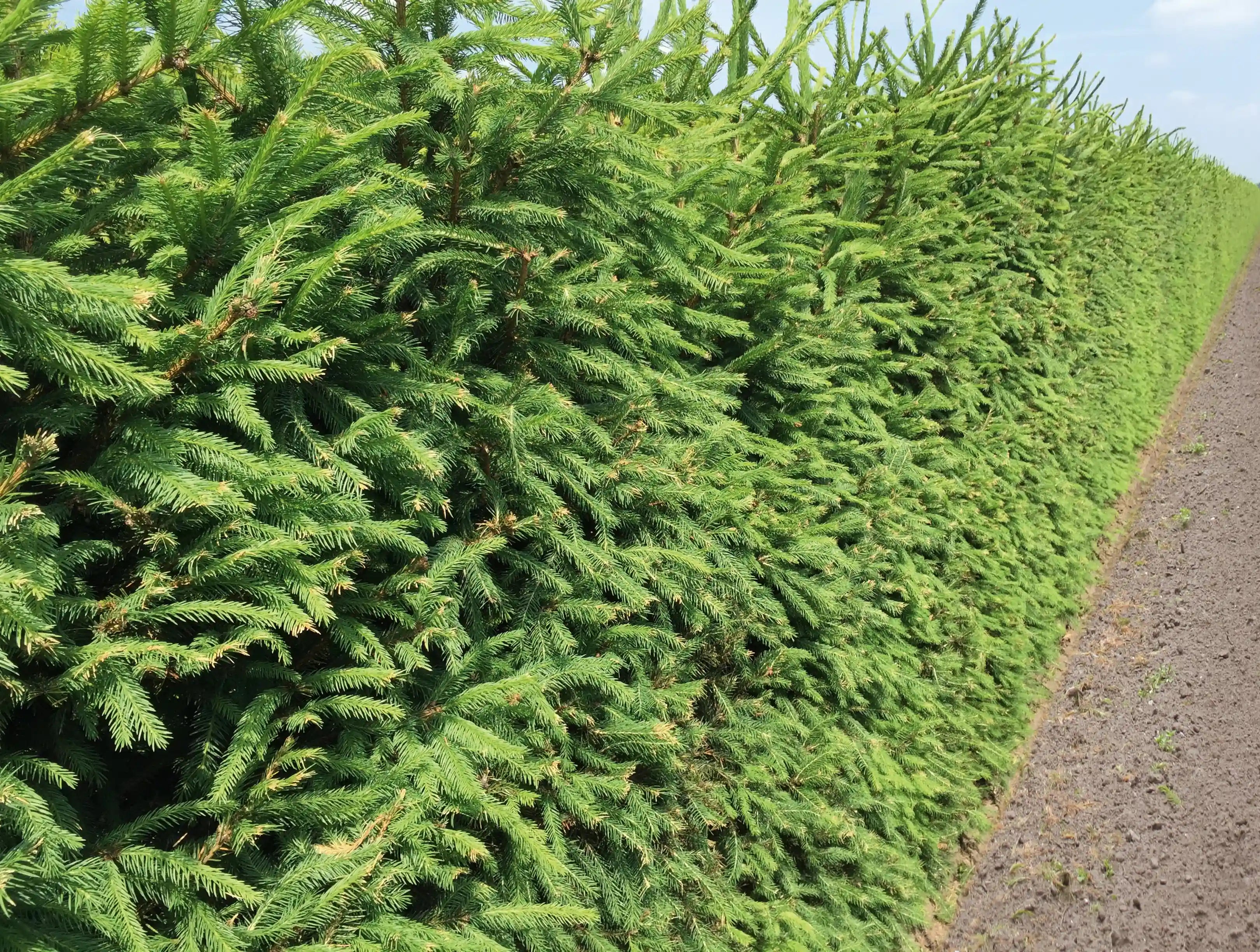 Grüne Picea abies Heckenpflanzen von QuickHedge, 200 cm hohe Fertighecke, dicht wachsend und naturbelassen.