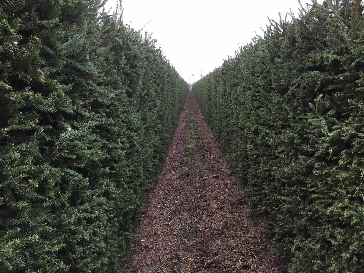 Picea abies Fertighecke bei Winter, grüne Heckenpflanzen von QuickHedge, 200 cm hoch, winterfest und dicht wachsend