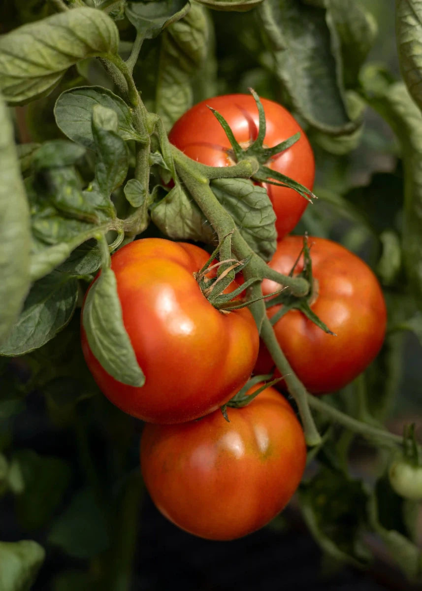St. Pierre - Tomatensamen - Historische Sorte - Wurzelwerk Design