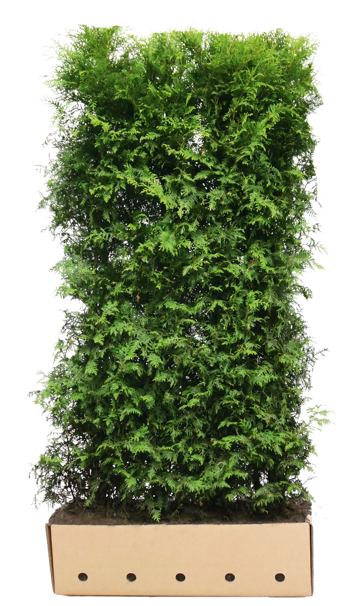 Thuja occidentalis "Brabant" 200cm Heckenpflanzen von QuickHedge, fertig gewachsen, grüne immergrüne Heckenpflanze für Garten.