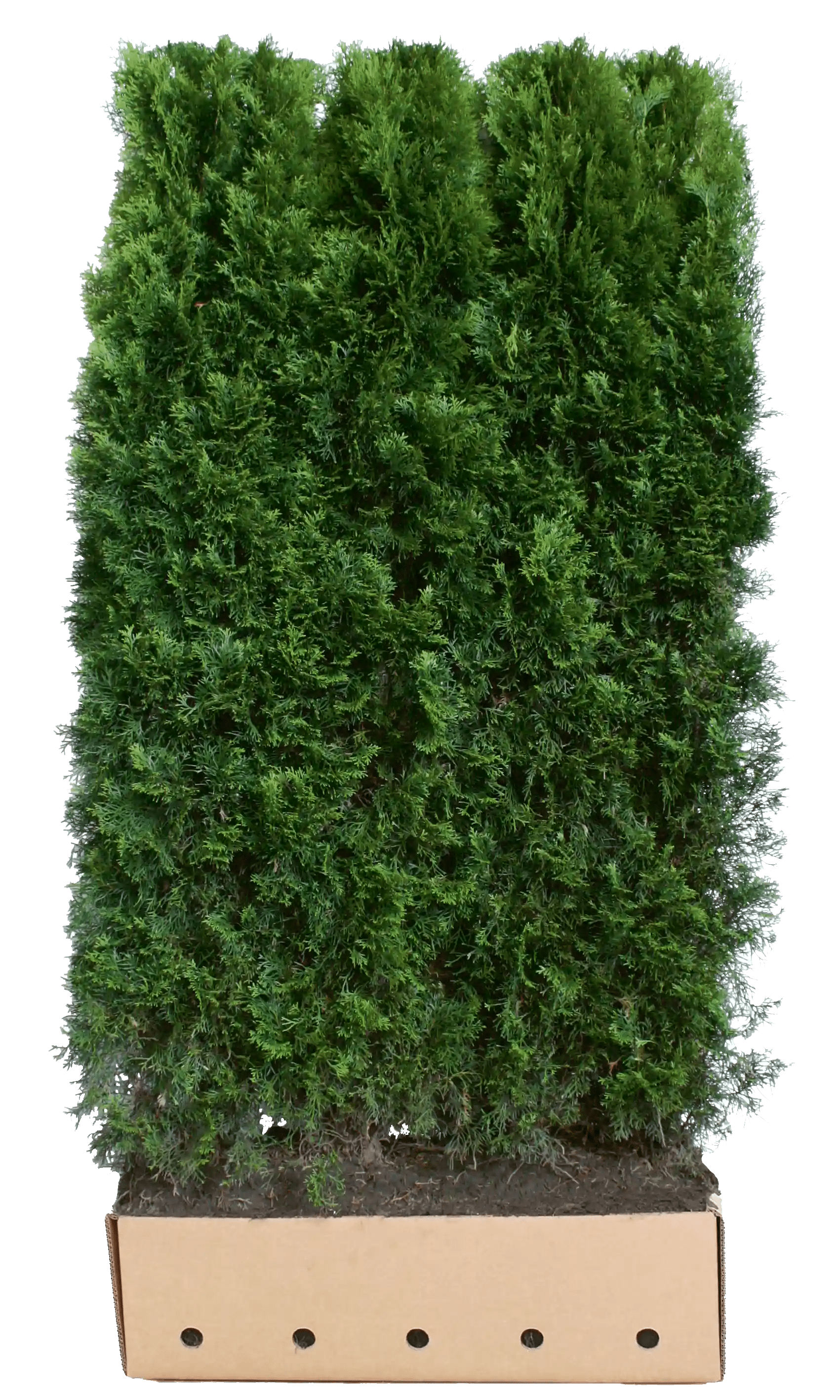 Dichte Thuja occidentalis "Smaragd" Heckenpflanze, 200 cm hoch, grüne Fertighecke von QuickHedge, im Garten.
