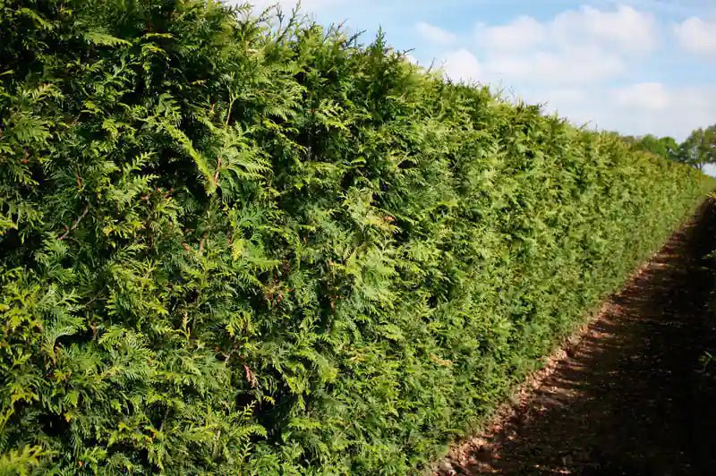 Fertighecke aus Thuja plicata "Martin" von QuickHedge, 200 cm hohe Heckenpflanze im Sommer, dichte grüne Thuja-Hecke