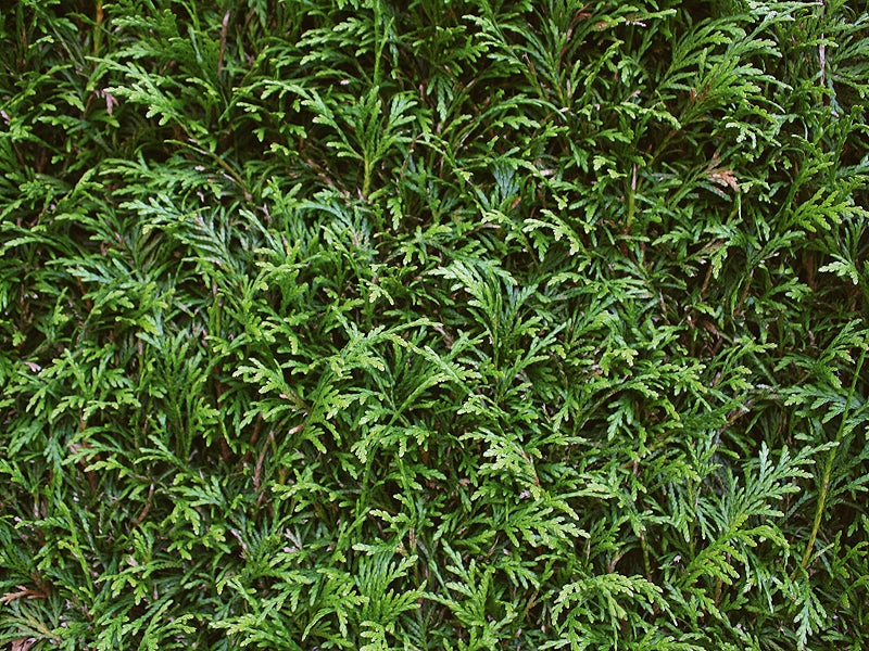 Thuja plicata "Martin" 200cm Fertighecke