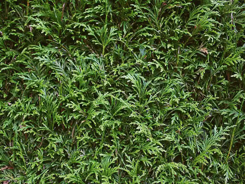 Detaillierte Aufnahme einer Thuja plicata "Martin" 200cm Heckenpflanze von QuickHedge für Fertighecke