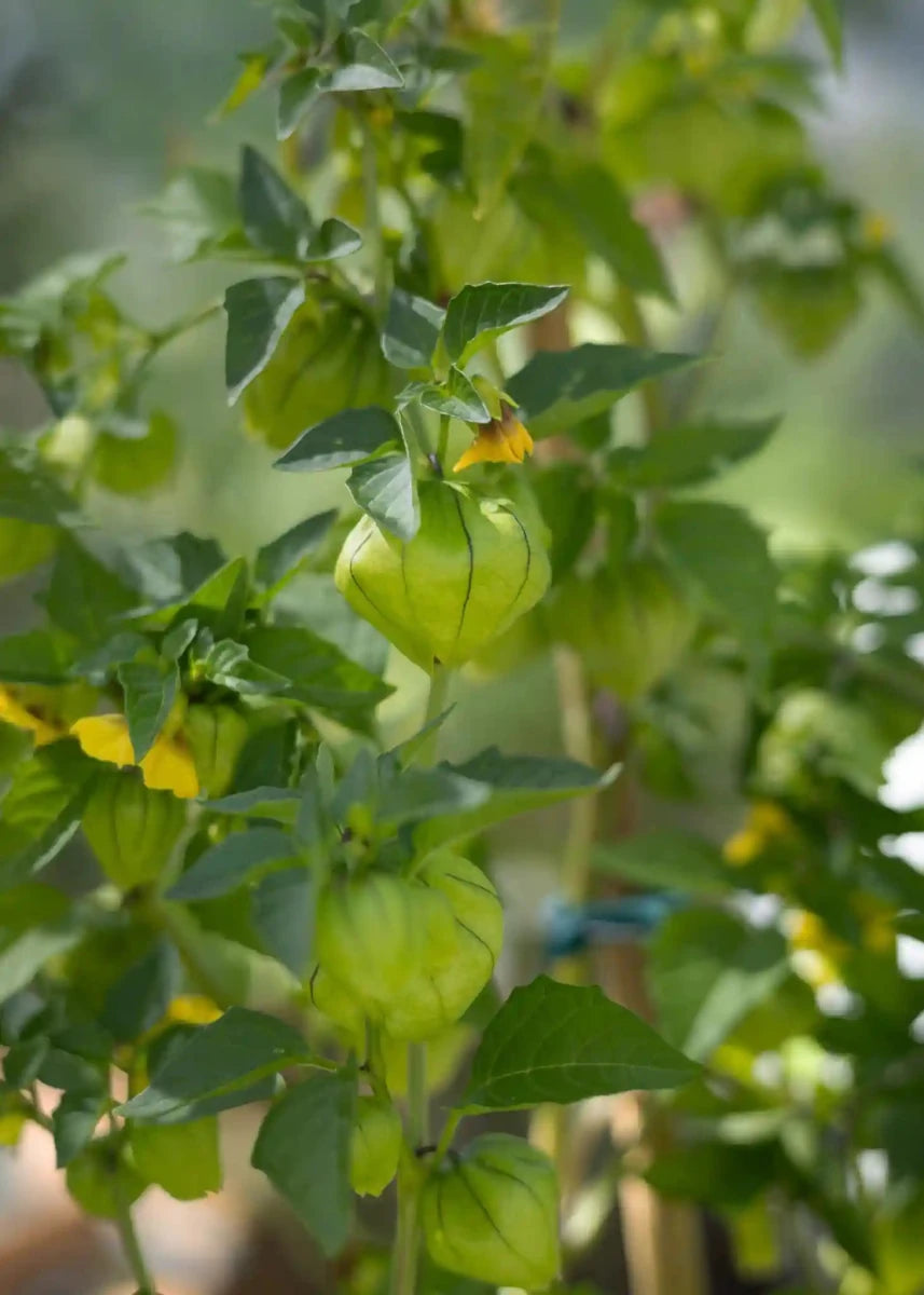 Tomatillo - Physalissamen - Wurzelwerk Design