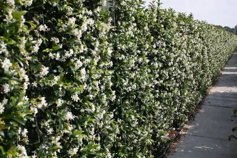 Trachelospermum jasminoides Heckenpflanzen, 160-180cm, QuickHedge, fertig gewachsene Hecke mit grünen Blättern und weißen Blüten
