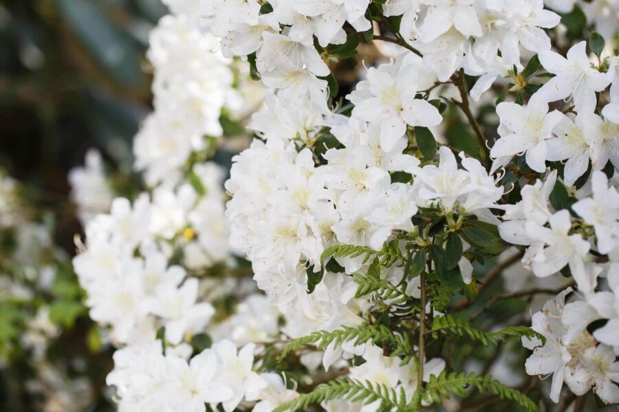 Rhododendron &