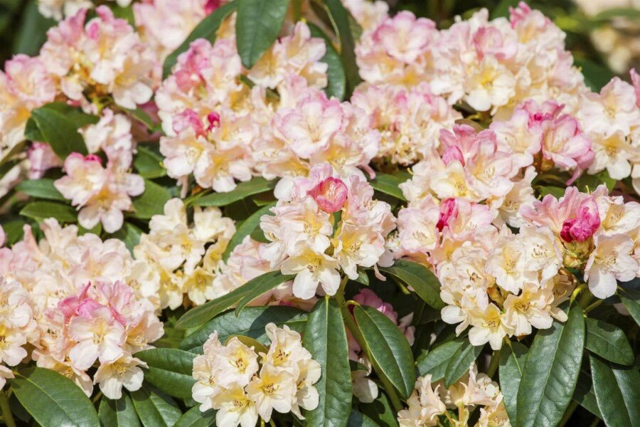 Rhododendron &
